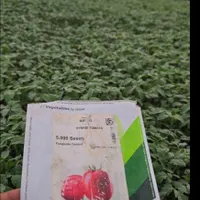 نشا گوجه و هندوانه***|خدمات باغبانی و درختکاری|شیراز, احمدآباد|دیوار