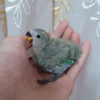 ۴تا جوجه کوتوله برزیلی سرلاکی|پرنده|اصفهان, سرچشمه|دیوار