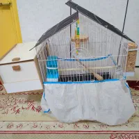 طوطی برزیلی|پرنده|شوشتر, |دیوار