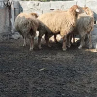 پارس آباد|حیوانات مزرعه|اصلاندوز, |دیوار