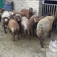 بره پرواری|حیوانات مزرعه|باوله, |دیوار