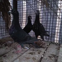 جوجه پلاکی