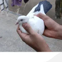 یک جفت دمبی|پرنده|اهواز, اسلام آباد شرقی|دیوار