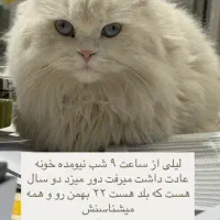 گربه گمشده
