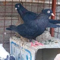 تعداد کبوتر روهمی ...