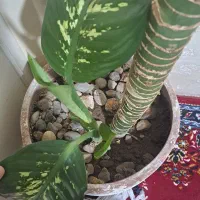 دیفن باخیا|گل و گیاه طبیعی|بیجار, |دیوار