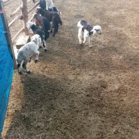 قوچ پلنگی زانوزن|حیوانات مزرعه|گلپایگان, |دیوار