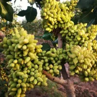 هرص و سر برداری درخت پسته