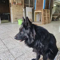 سگ ژرمن بلک