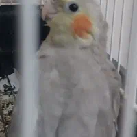 عروس هلندی|پرنده|تکاب, |دیوار