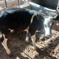 گوساله