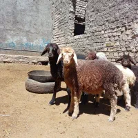 بره نر