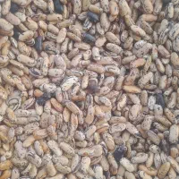 بذر لوبیا پاچ محصول بهاره