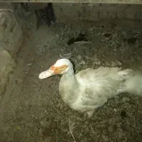 فروش ۱ مرغابی نر نژاد مسکویی و دو تا قوغاز|حیوانات مزرعه|سرپل ذهاب, |دیوار