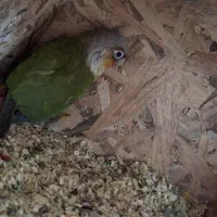 پرنده|پرنده|کرباسک, |دیوار