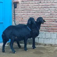 میش و قوچ|حیوانات مزرعه|میاندوآب, |دیوار