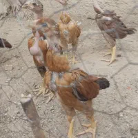 تخم لاری|حیوانات مزرعه|اسفراین, |دیوار