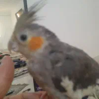 عروس هلندی|پرنده|مشکیندشت, |دیوار