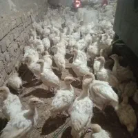 جوجه محلی 100روزهجوجه بوقلمون