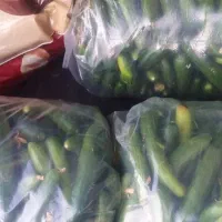 خیار محلی در پسکوهان