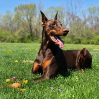 سگهای بلوطی آلمانی (Doberman)