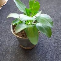 گل گندمی۲۰هزار|گل و گیاه طبیعی|کرمانشاه, |دیوار