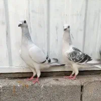 جفت شامی افقان