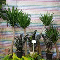 یوکا .خرفه ای.|گل و گیاه طبیعی|مشهد, کوی المهدی|دیوار