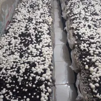 پرورش قارچ/شروع با زیرزمین خانه