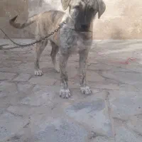 توله سگ|سگ|رضویه, |دیوار