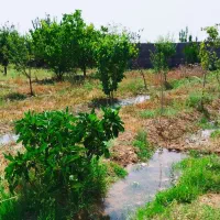 باغ|فروش زمین و ملک کلنگی|زاویه, |دیوار