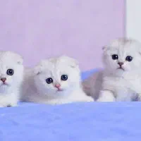 گربه اسکاتیش وایت