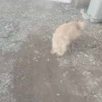 سگ جهت معاوضه|سگ|بم, |دیوار