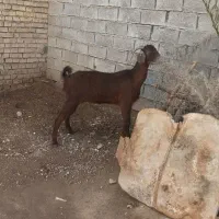 سلام ۴بز