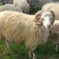 گوسفند نر|حیوانات مزرعه|احمدسرگوراب, |دیوار