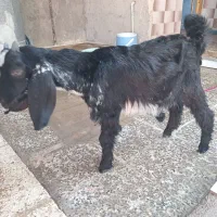 فروش کهره نردوعدد