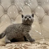 گربه اسکاتیش فولد و آنفولد