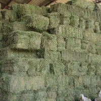 کلش سفال یونجه انباری. جو محلی بذر یونجه گندم