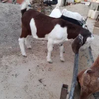 بزغاله دورگ بوئر