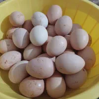 تخم مرغ نطفه دار وخروس محلی|حیوانات مزرعه|شاهین دژ, |دیوار