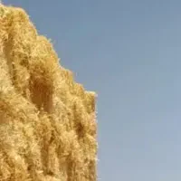 خرید وفروش کلش و یونجه