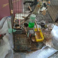 طوطی|پرنده|آستارا, |دیوار