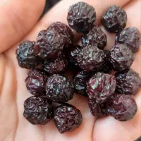 آلبالو آفتابی زردآلو خشک  نعنا خشک خونگی توت خشک