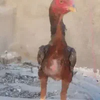 خروس لاری