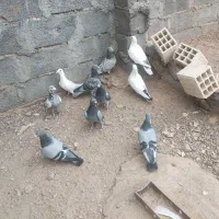 کفتر پلاکی و...|پرنده|بافق, |دیوار