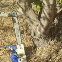 خرید انواع چوب ضایعات باغی وسقفی وچنار