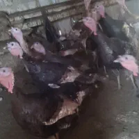 بوقلمون|حیوانات مزرعه|پلدشت, |دیوار