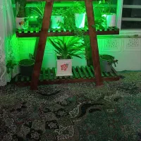 استند چوبی گل و گیاه