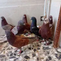 سرخ کاشانی