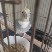 عروس هلندی نر و ماده مولد